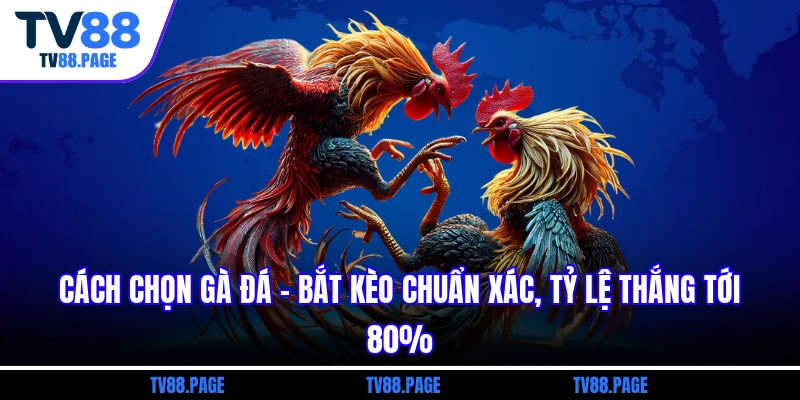 cách chọn gà đá