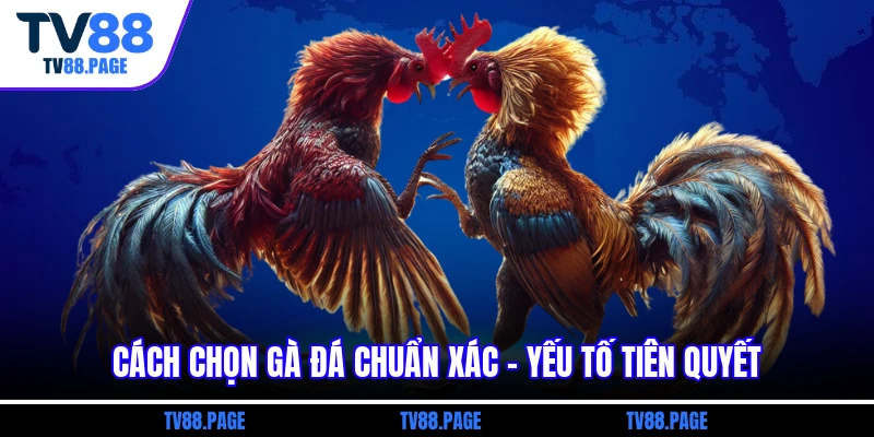 Cách chọn gà đá chuẩn xác - Yếu tố tiên quyết
