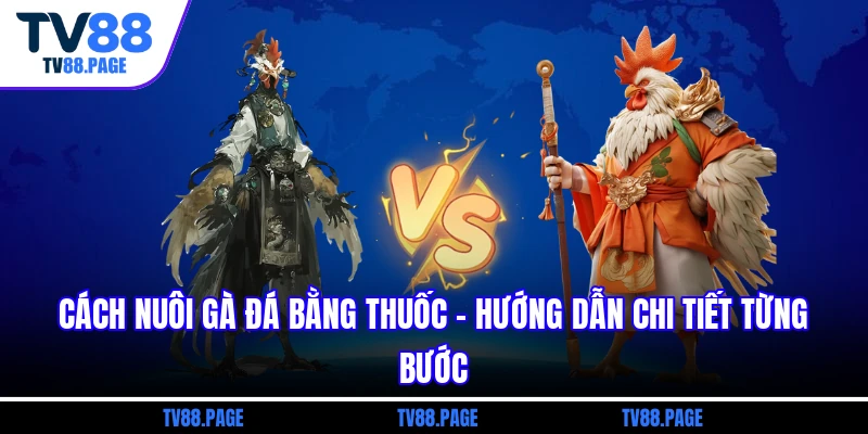 cách nuôi gà đá bằng thuốc