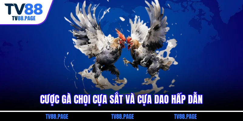 Cược gà chọi cựa sắt và cựa dao hấp dẫn