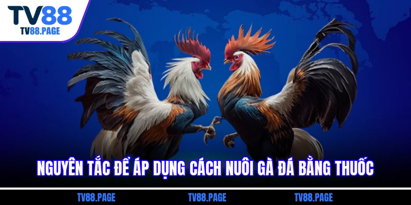 Nguyên tắc để áp dụng cách nuôi gà đá bằng thuốc