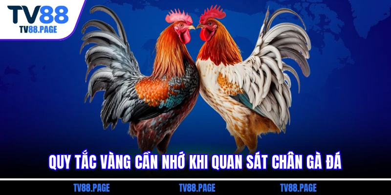 Quy tắc vàng cần nhớ khi quan sát chân gà đá