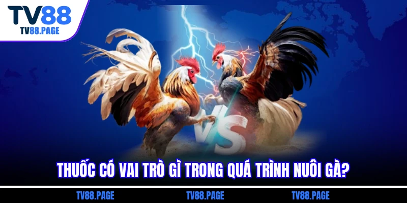 Thuốc có vai trò gì trong quá trình nuôi gà?